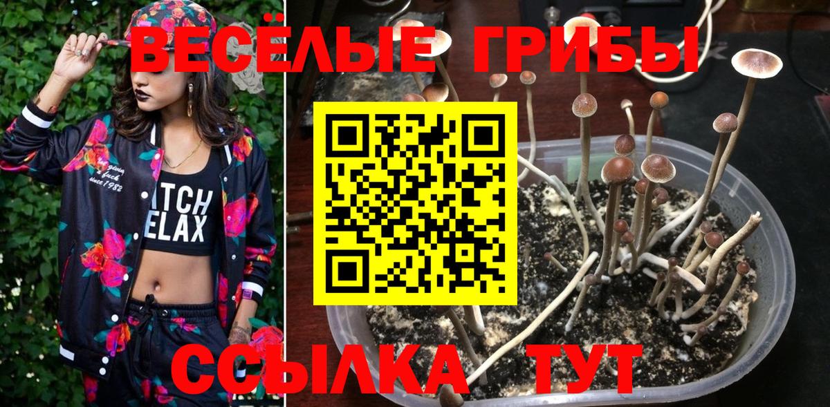 Махачкала  Псилоцибиновые грибы прущие грибы  Вход с VPN  купить наркотик  Псилоцибиновые грибы Magic Shrooms 